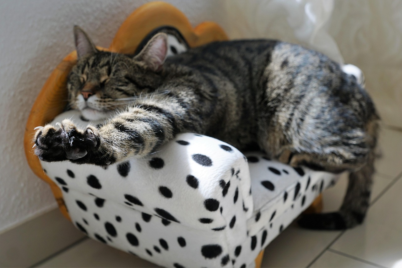 cat, puss, cat eyes, proudly, kitten, gray, mackerel, animal portrait, tiger, wild, strip, sleep, weary, pet, dalmatian, dog, sofa, burnout, sickness, stress, nails, manicure, pedicure, yes, no, boredom, happiness, nature, pleasure, lazy, idleness, comfort, fun, furniture, accessories, tigerle, love, sweet, domestic animal, young cat, cute, naughty, pretty, eye, cub, to play, dreamy, white, black, points, face, figure, hairstyle, adorable, beautiful, head, beauty, recreation, relaxation, meditation, view, vacations, vacation, break, template, luxury, big cat, animal, predator, dangerous, stress-free, no matter, sissi, queen, dream, gorgeous, couch, room