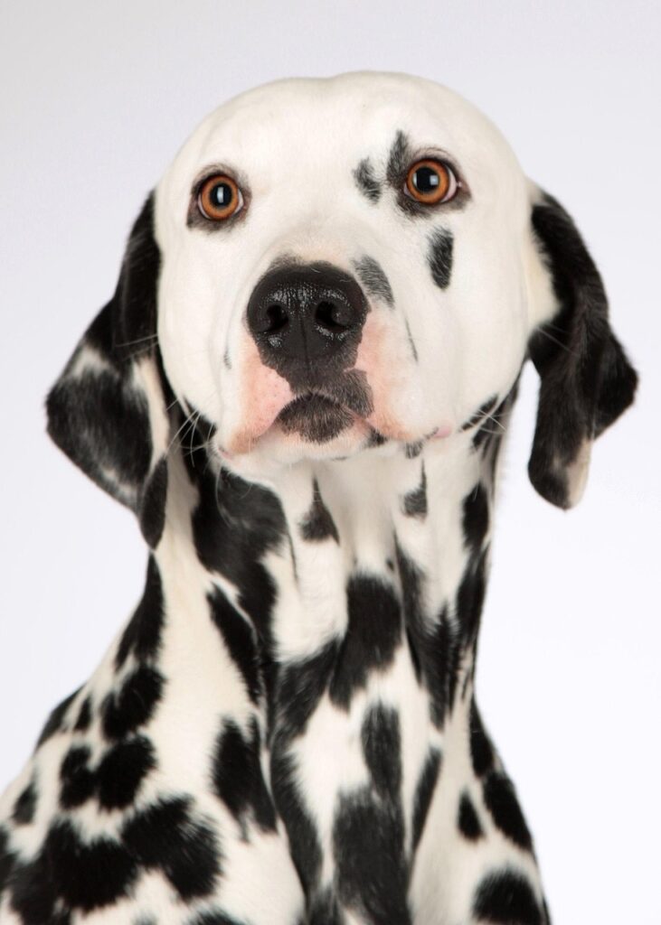 dog, dalmatian, nature, animal portrait, dog head, dog breed, attentive, stains, black-and-white, head, elegant, beautiful, view, pet, animal
